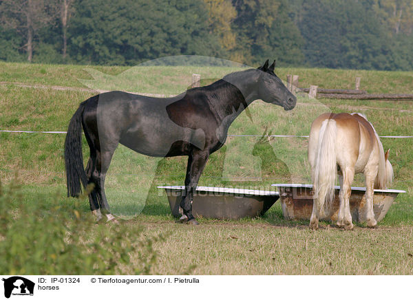 Pferde auf der Weide / horses / IP-01324