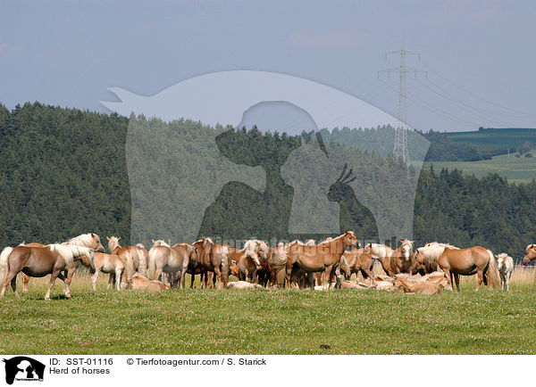 Haflinger Herde / Herd of horses / SST-01116