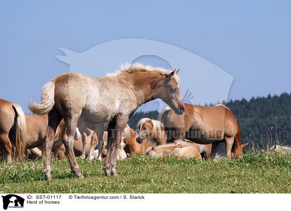 Haflinger Herde / Herd of horses / SST-01117