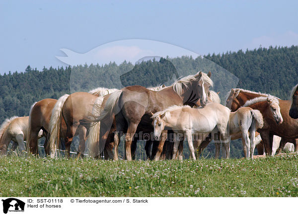 Haflinger Herde / Herd of horses / SST-01118