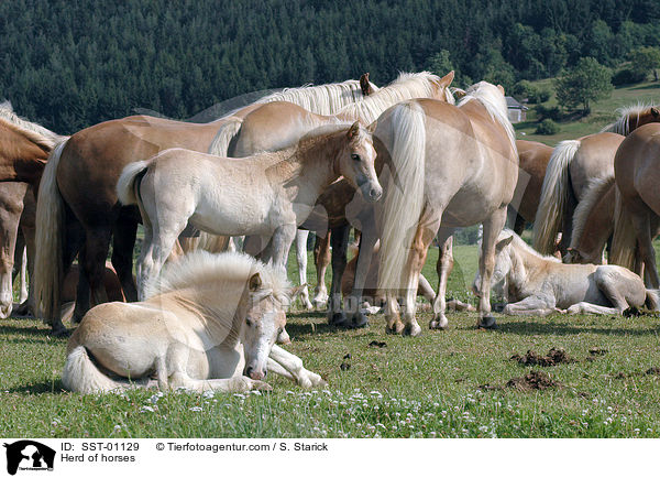 Haflinger Herde / Herd of horses / SST-01129
