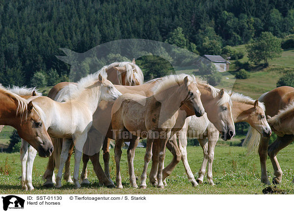 Haflinger Herde / Herd of horses / SST-01130