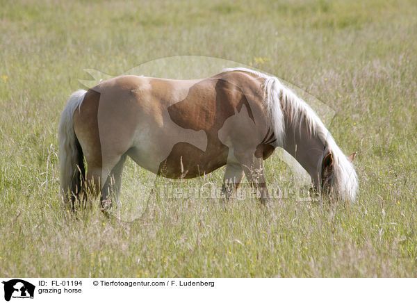 grasender Haflinger / grazing horse / FL-01194