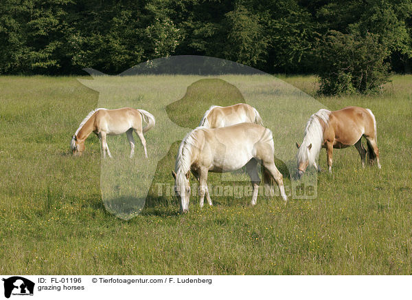 Haflinger auf der Weide / grazing horses / FL-01196