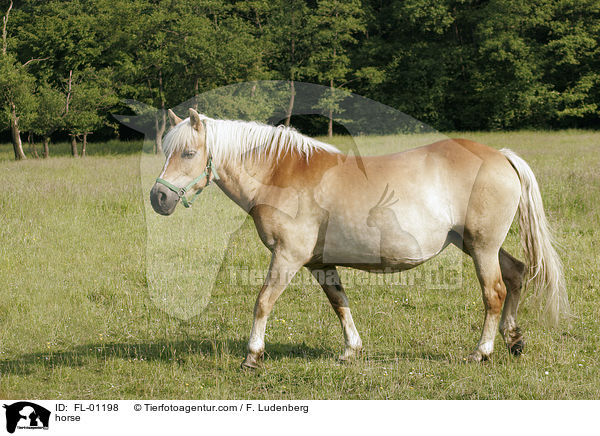 Pferd auf Weide / horse / FL-01198