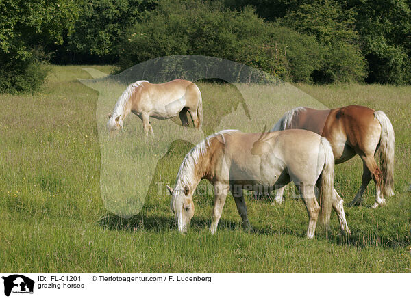 Pferde auf Weide / grazing horses / FL-01201