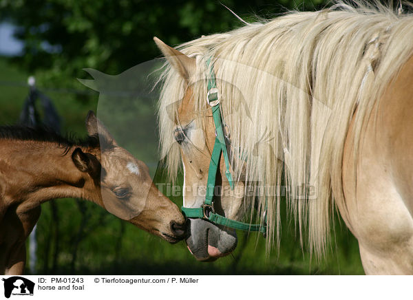 Pferde bei der Begrung / horse and foal / PM-01243