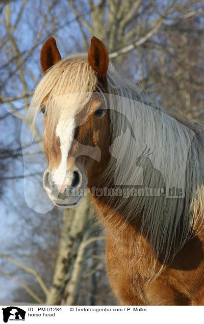 Haflinger Portrait / horse head / PM-01284