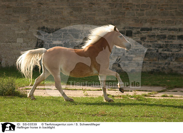 Haflinger horse in backlight / SS-03539
