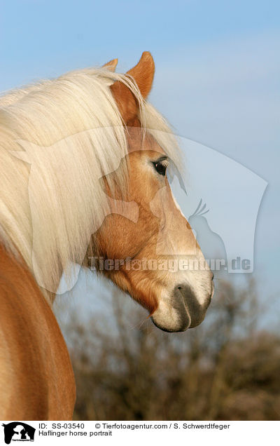 Haflinger Portrait / Haflinger horse portrait / SS-03540