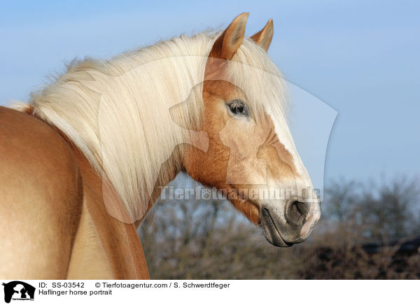 Haflinger Portrait / Haflinger horse portrait / SS-03542