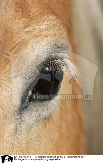 Auge eines Haflingers mit langen Wimpern / Haflinger horse eye with long eyelashes / SS-03545