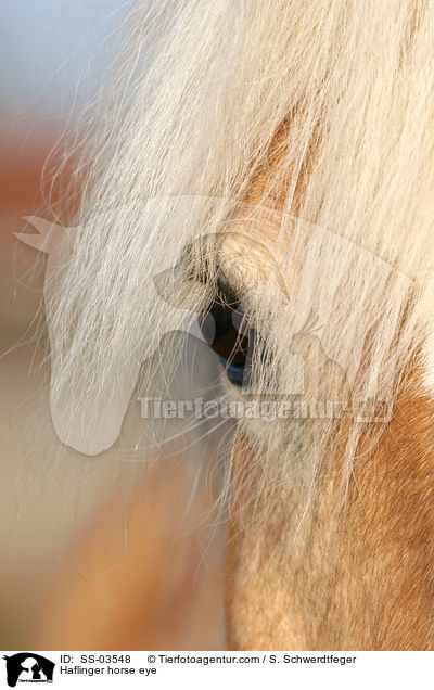 Auge eines Haflingers / Haflinger horse eye / SS-03548