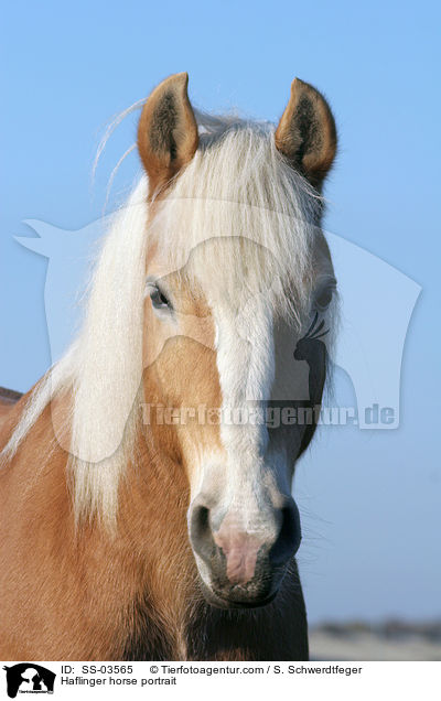 Haflinger Portrait / Haflinger horse portrait / SS-03565