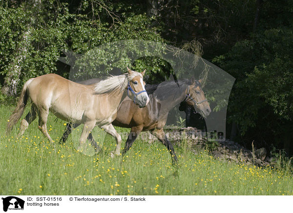 trabende Pferde / trotting horses / SST-01516