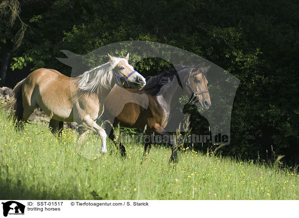 trabende Pferde / trotting horses / SST-01517