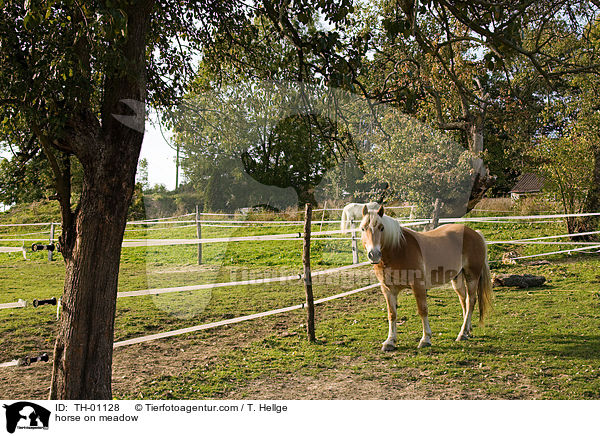 Haflinger auf Weide / horse on meadow / TH-01128