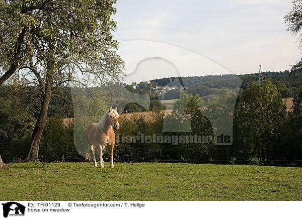 Haflinger auf Weide / horse on meadow / TH-01129