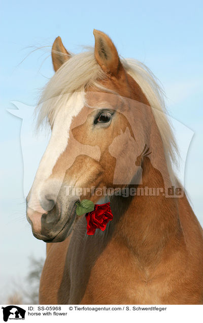 horse with flower / SS-05968