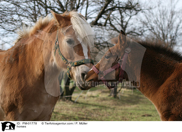 Pferde begren sich / horses / PM-01778
