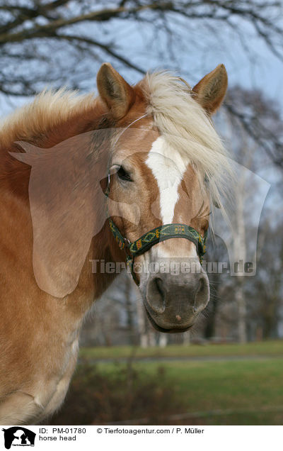 Haflinger Portrait / horse head / PM-01780