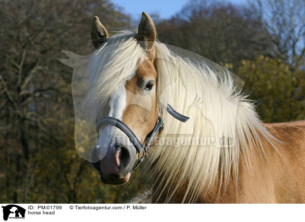 Haflinger Portrait / horse head / PM-01799