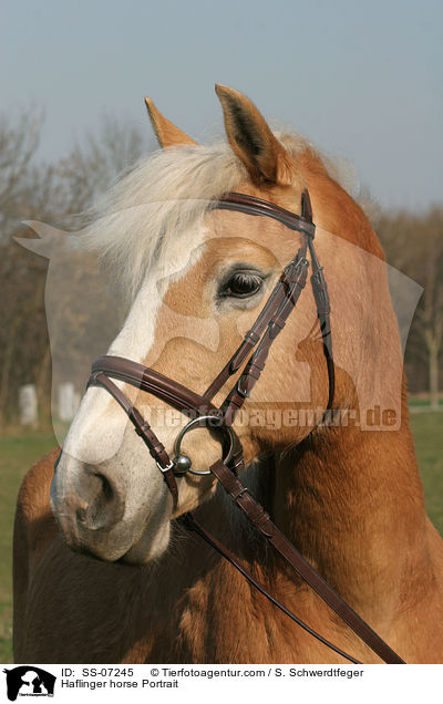 Haflinger Portrait / Haflinger horse Portrait / SS-07245
