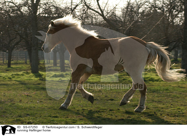 rennender Haflinger / running Haflinger horse / SS-07250