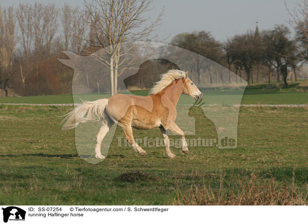 rennender Haflinger / running Haflinger horse / SS-07254