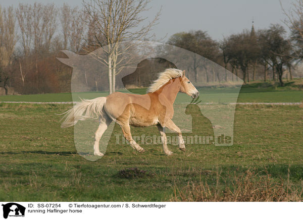 rennender Haflinger / running Haflinger horse / SS-07254