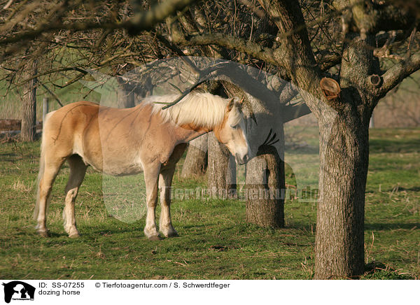 dsendes Pferd / dozing horse / SS-07255