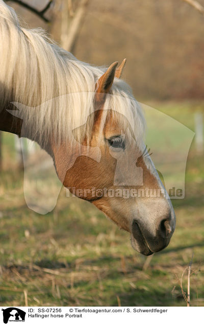 Haflinger horse Portrait / SS-07256