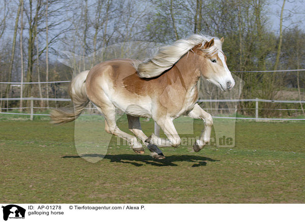 Haflinger im Galopp / galloping horse / AP-01278