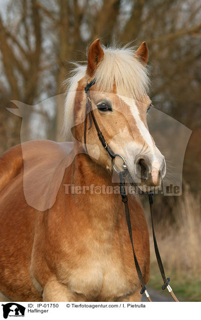 Haflinger / Haflinger / IP-01750