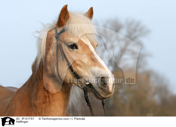 Haflinger / Haflinger / IP-01757