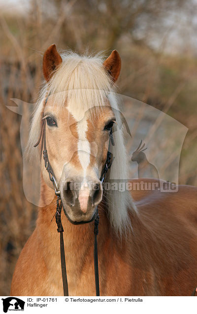 Haflinger / Haflinger / IP-01761