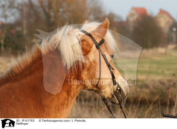 Haflinger / Haflinger / IP-01763