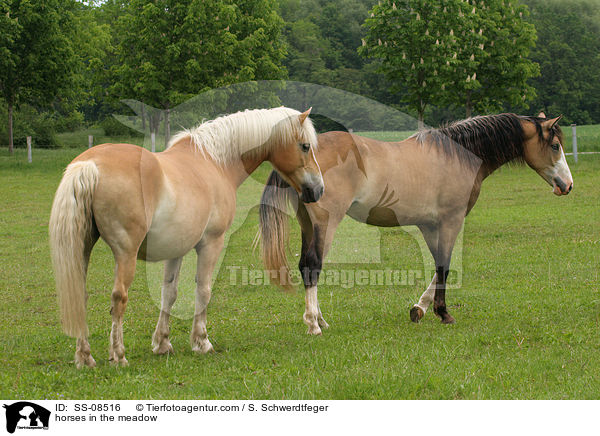 Pferde auf der Wiese / horses in the meadow / SS-08516