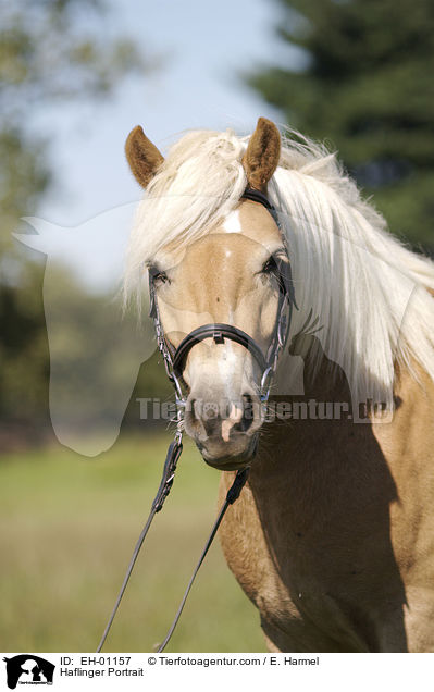 Haflinger Portrait / Haflinger Portrait / EH-01157