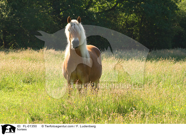 Haflinger / horses / FL-01350