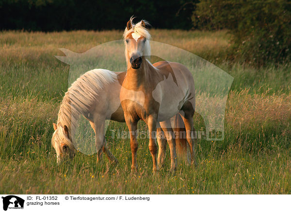 grasende Haflinger / grazing horses / FL-01352
