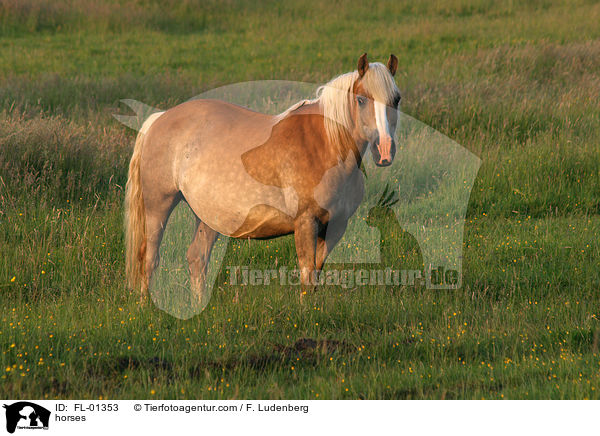 Haflinger / horses / FL-01353