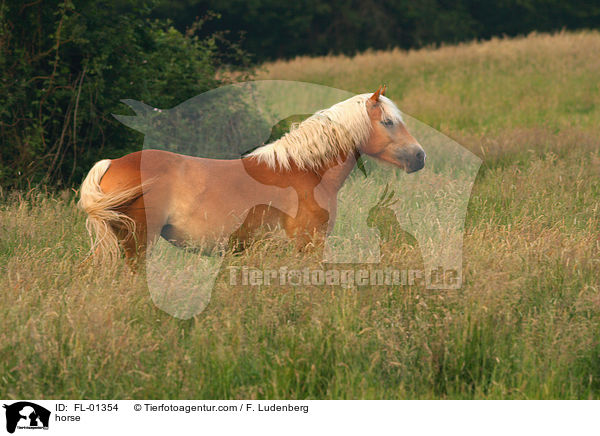 Haflinger / horse / FL-01354