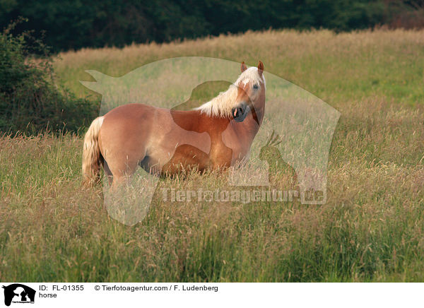 Haflinger / horse / FL-01355