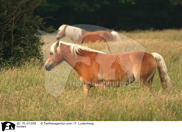 Haflinger / horses / FL-01358