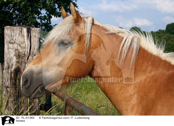 Haflinger / horses / FL-01360