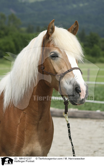 Haflinger Portrait / Haflinger Portrait / MH-01237