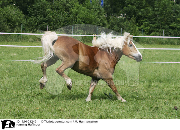 rennender Haflinger / running Haflinger / MH-01246