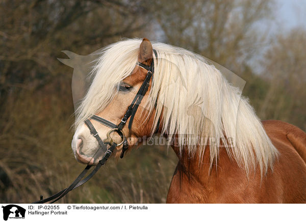 Haflinger Portrait / Haflinger Portrait / IP-02055