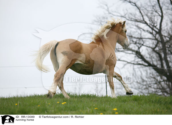 rennender Haflinger / running horse / RR-13089
